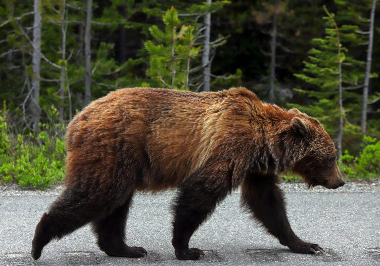 Kananaskis Country trail closed after grizzlies spotted: Alberta Parks