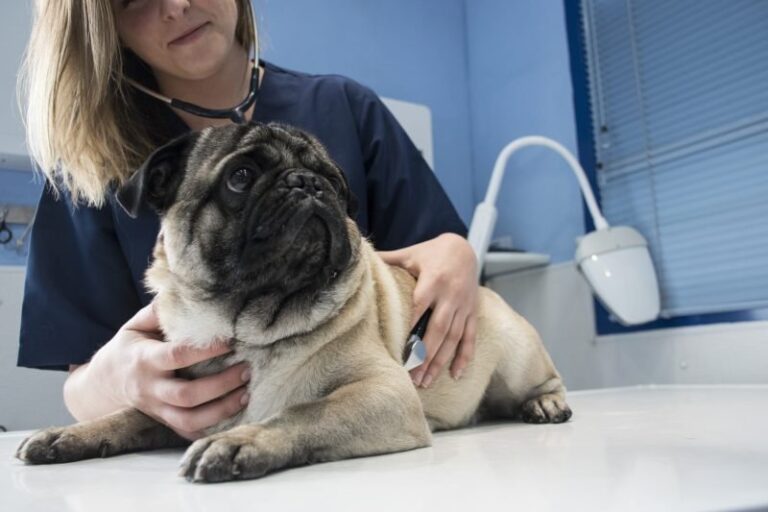 COVID-19 contributing to veterinarian shortage across Canada, says N.B. vet