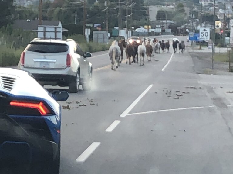 Herd of escaped horses causes traffic slowdown in B.C. town