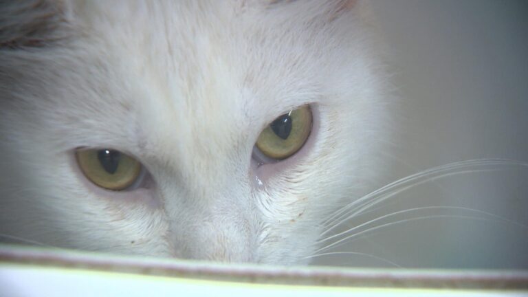 Victims of intimate-partner violence who own pets and farm animals face barrier: study