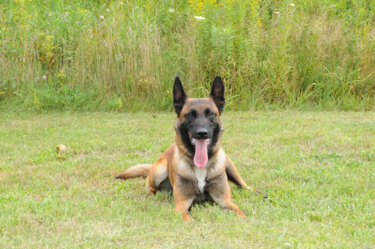 Guelph police dog suddenly passes away at age 3