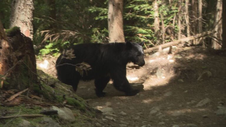 High number of black bear encounters in Manitoba this season, say officials