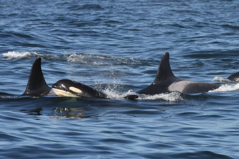 Beloved southern resident killer whale grandmother missing, presumed dead