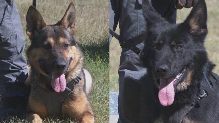 Rookie police pups receive badges as LPS honours retiring veteran service dog