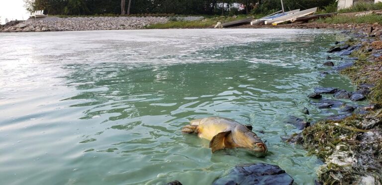 Missisquoi Bay struggles to deal with decades-old cyanobacteria contamination