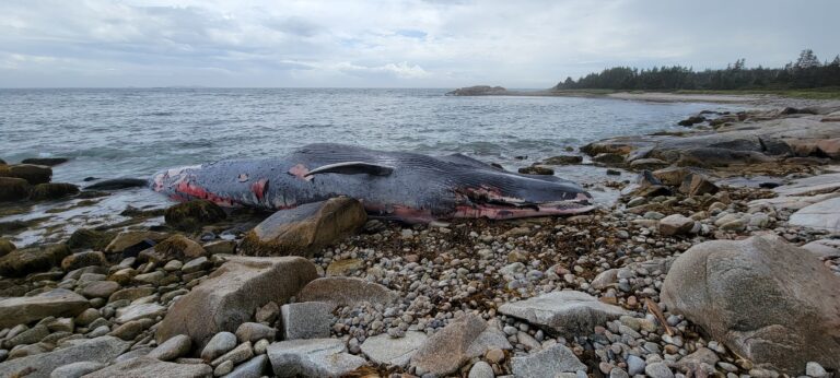 25-metre endangered blue whale washes ashore on beach south of Halifax