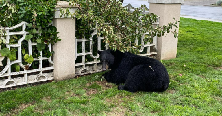 Vancouver conservation group mourns ‘Rufus,’ begs public to be bear smart