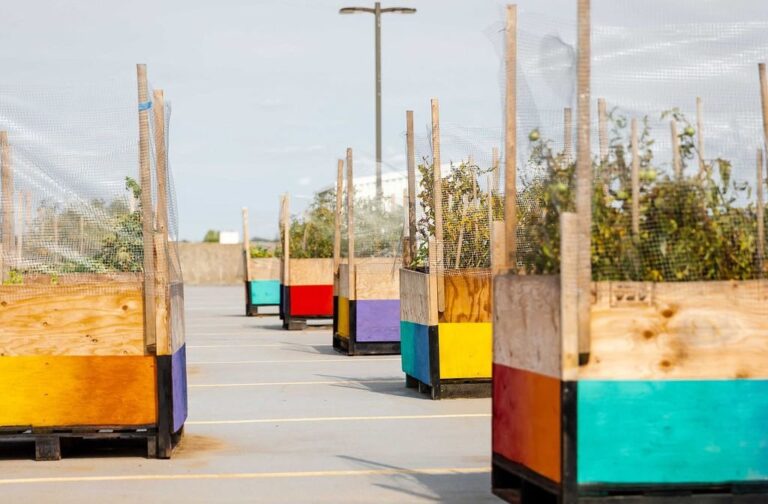160 lb of fresh produce harvested from new rooftop garden at Guelph mall