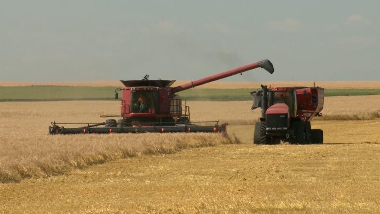 Harvest progresses in Saskatchewan despite rain