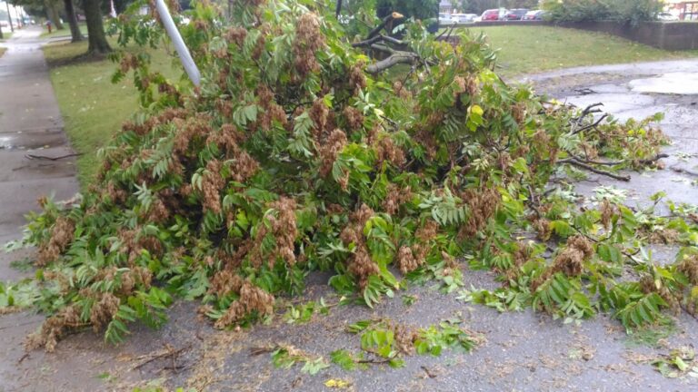 Storm knocks down trees, power lines and closes some schools in Norfolk County