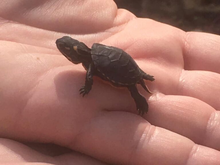 It’s been a busy 2021 for RBG biologists, as they work restore turtle populations