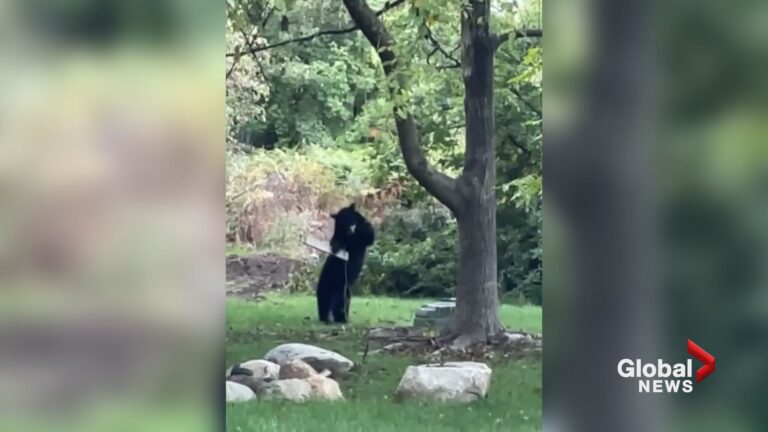 Caught on camera: B.C. bear just wants to be a big kid on a swing