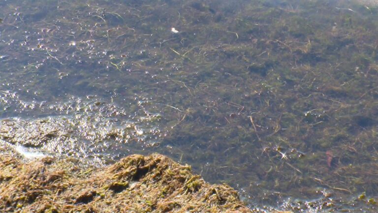 Beachgoers want the City of Kelowna to do something about weed growth in city parks.