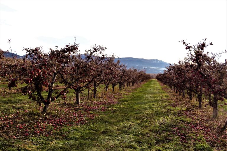 Many Okanagan apple farmers are facing this year’s harvest short handed