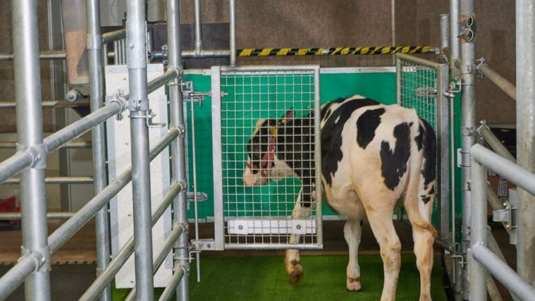 Scientists potty train cows to use ‘MooLoo’