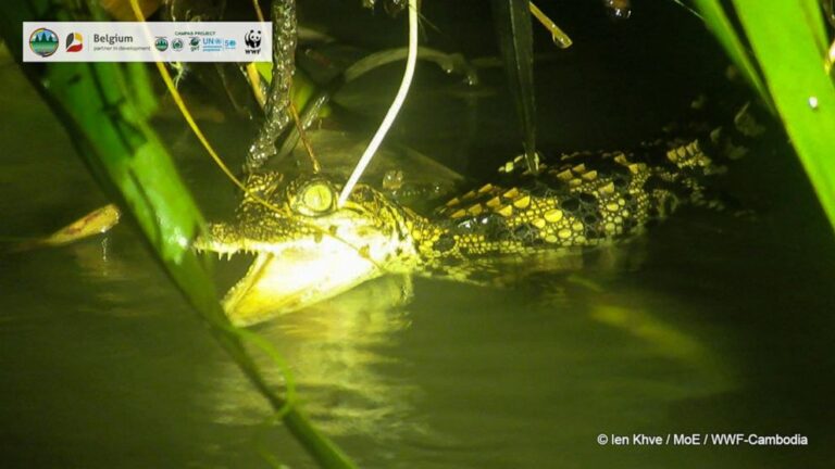 Hatchlings of endangered crocodile species found in Cambodia