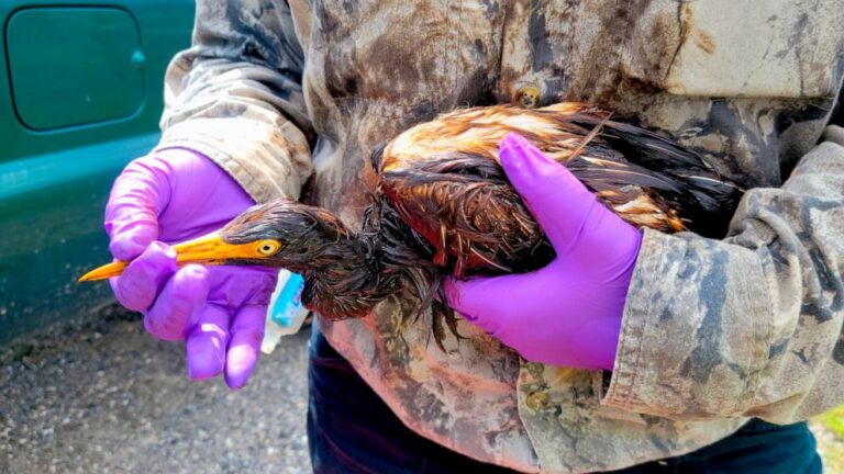 Oil-soaked birds found near oil spill at refinery after Ida