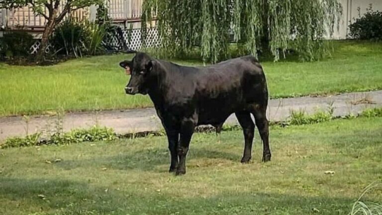 Bull that escaped Long Island farm captured after 2 months