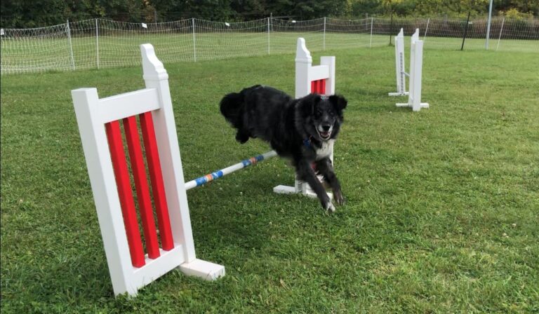 Agility: A ‘paw-sitive’ way to bond with your dog