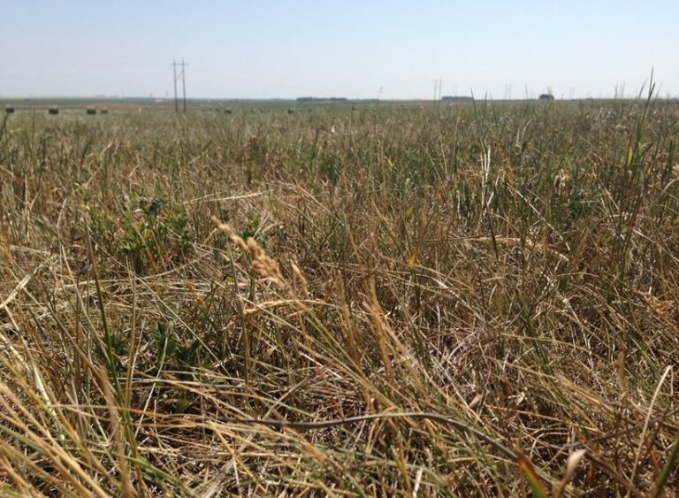 Alberta to provide $340M for ranchers after drought-laden summer