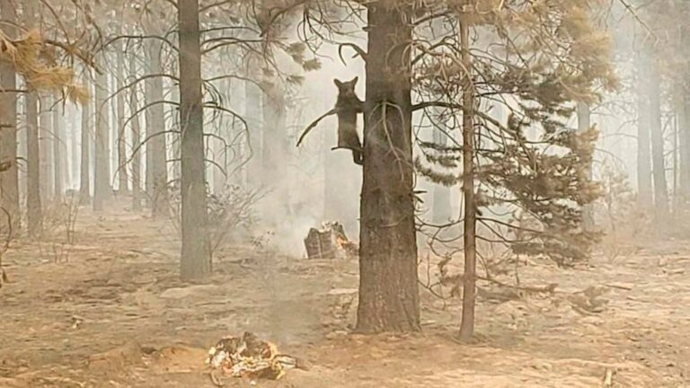 Advocates urge state to stop bear hunt amid wildfires