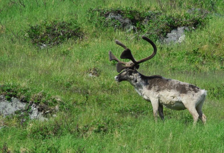 Environmental groups worry about logging in Alberta caribou habitat