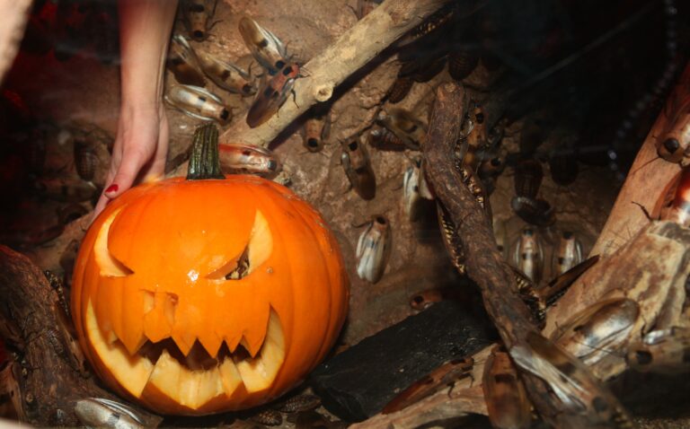 ‘Boo at the Zoo’ returns to Winnipeg after a year
