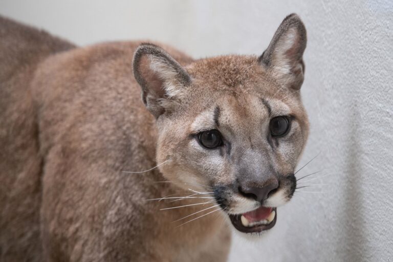 80-pound ‘pet’ cougar removed from New York City apartment