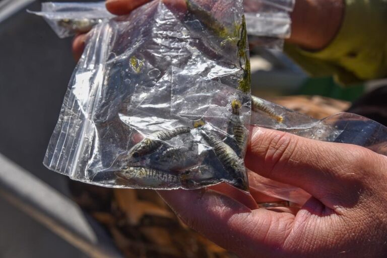 Plan to kill invasive fish in New Brunswick watershed delayed until next year