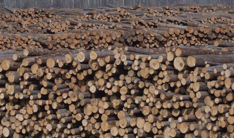 New OSB mill in Prince Albert, Sask. moving forward after timber allocation