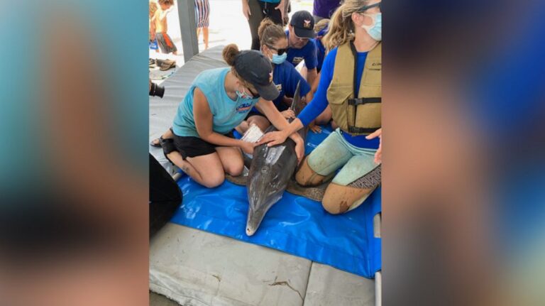 Dolphin rescued from Louisiana pond after being stranded by Ida