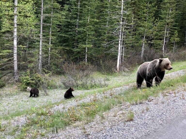 Man in stable condition after being injured by grizzly bear near Crowsnest Pass