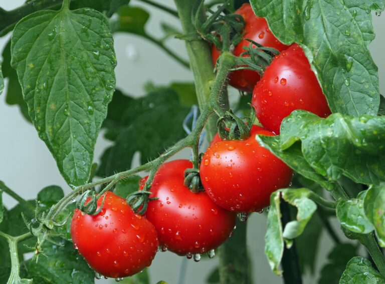 Frost advisory issued for much of Alberta — here’s what you need to harvest from your garden