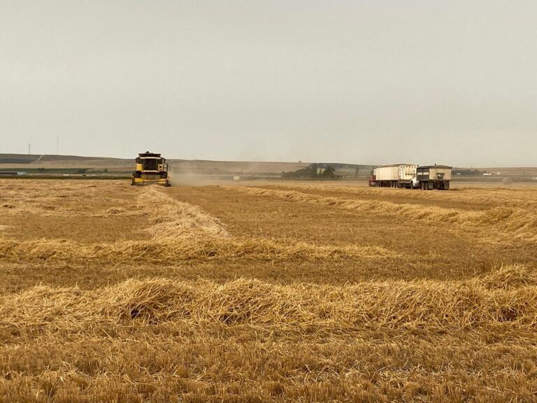 2021 harvest seeing well below average yields across Alberta