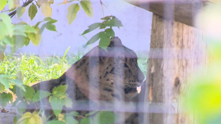 Saskatoon zoo welcomes Kazi the snow leopard