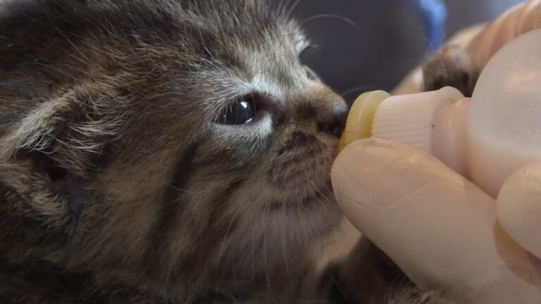 Eastern Ontario neonatal animal rescue has been swamped with pet surrenders