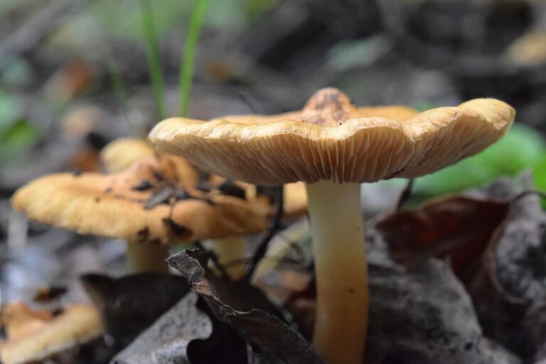 ‘Like a pack of teenagers’: Manitoba mushroom explosion fueled by amorous fungi, expert says