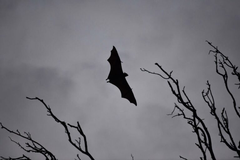 Bat-killing fungus plaguing eastern North America found in Saskatchewan