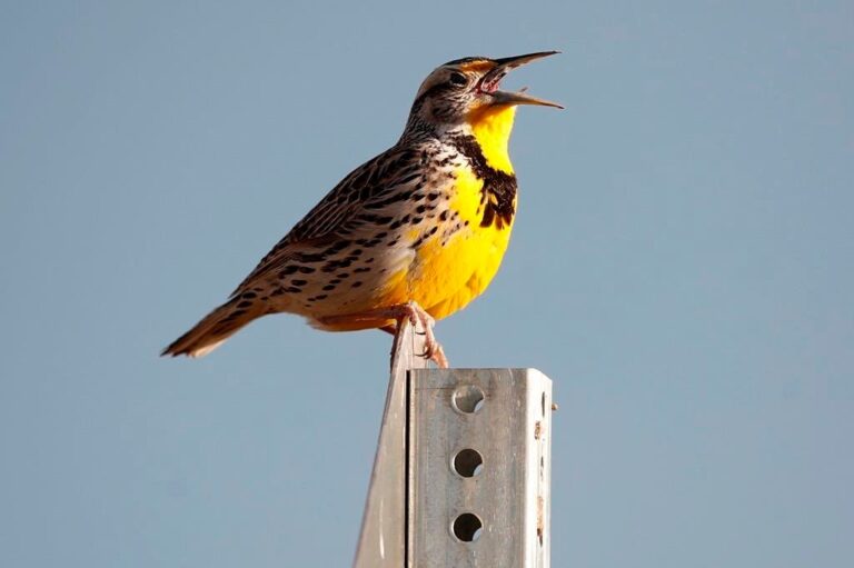 University of Manitoba study finds birds have changed their habits during COVID-19