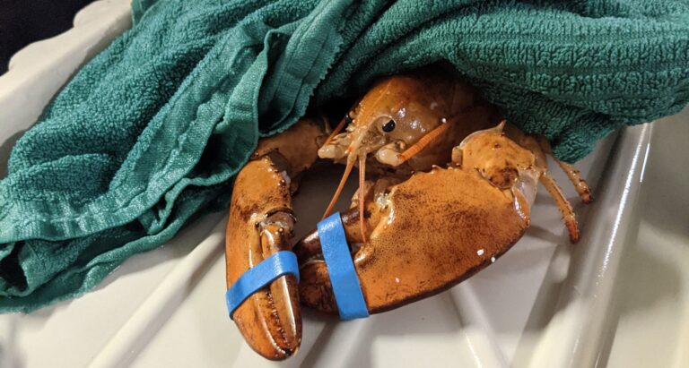 ‘Very rare’ orange lobster found in Ajax, Ont. store
