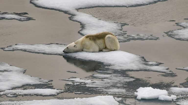 Polar bears are inbreeding due to melting sea ice, scientists say