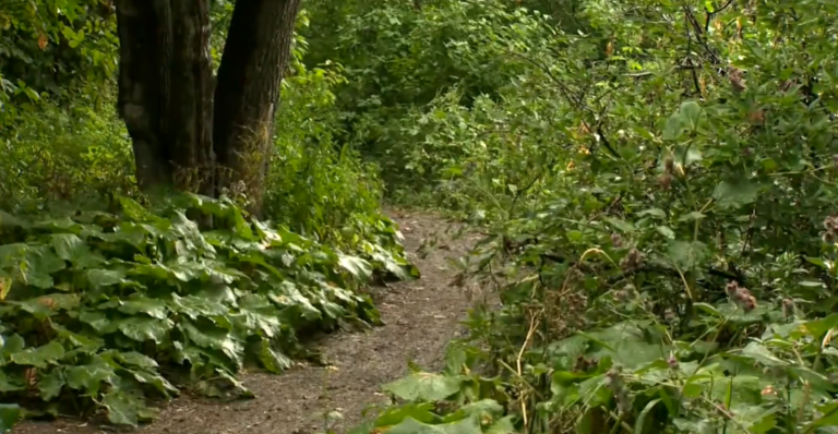 Winnipeg police to provide update on Red River Trail sex assault investigation