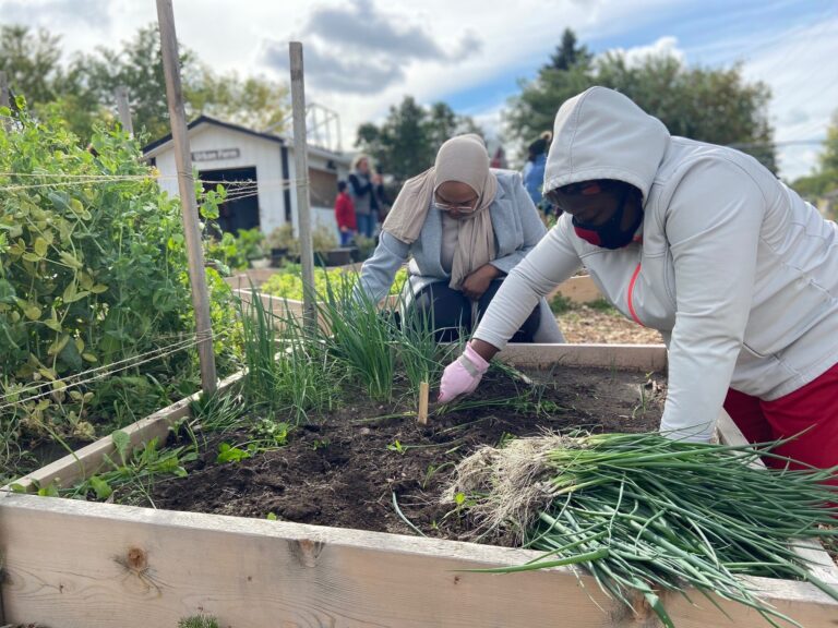 Edmonton Urban Farm expansion helps feed dozens of families