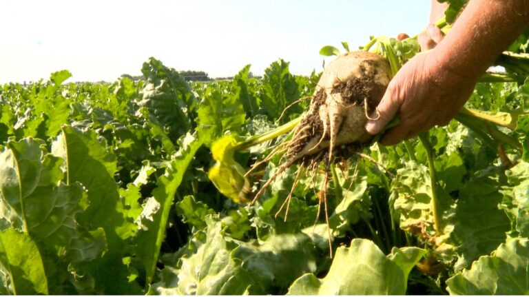 Alberta Sugar Beet Growers pushing for federal sugar policy