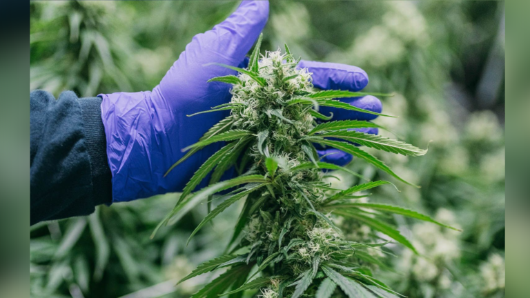 McMaster University-led study shows some pain relief from use of medical cannabis