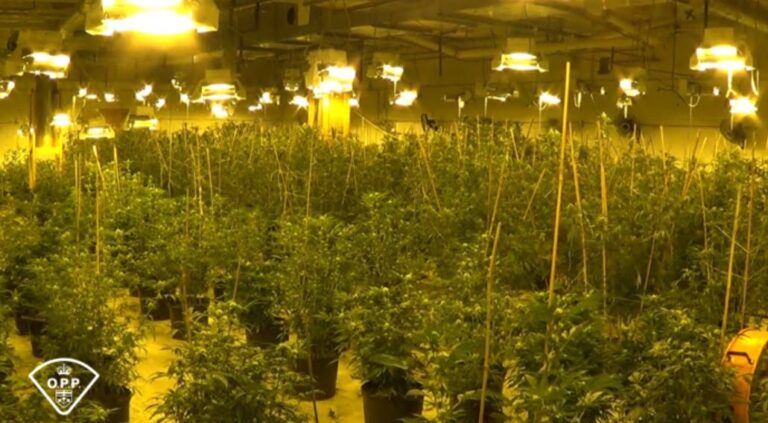 OPP, Ottawa police seize more than $1M in illegal pot in Kanata, Carleton Place