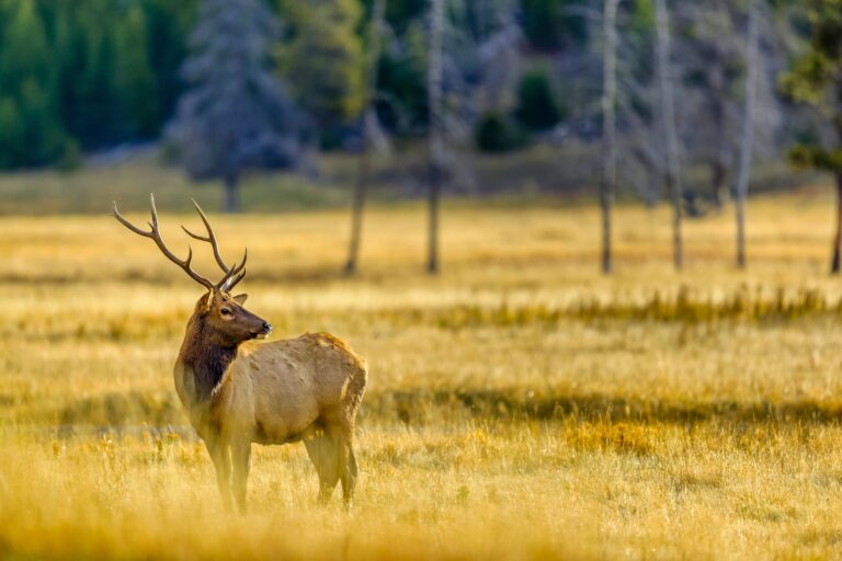 Game ranchers pushing for Alberta hunt farms despite disease, ethical concerns