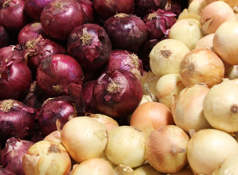 Raw onions recalled in Quebec and Ontario due to possible Salmonella contamination