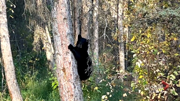 Bear cub euthanized after wandering onto Calgary-area ranch
