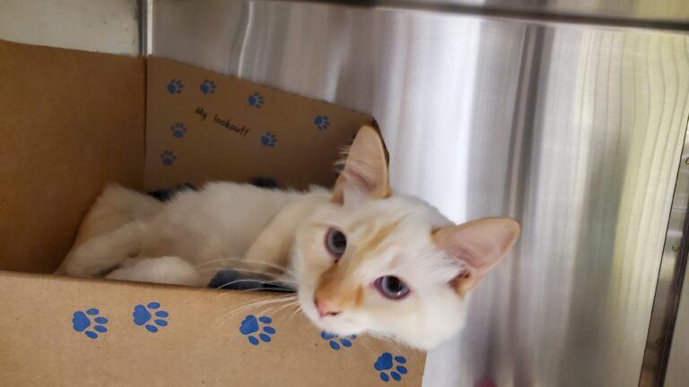 BC SPCA seizes 71 cats, kittens from ‘hoarding’ motorhomes near Squamish, B.C.